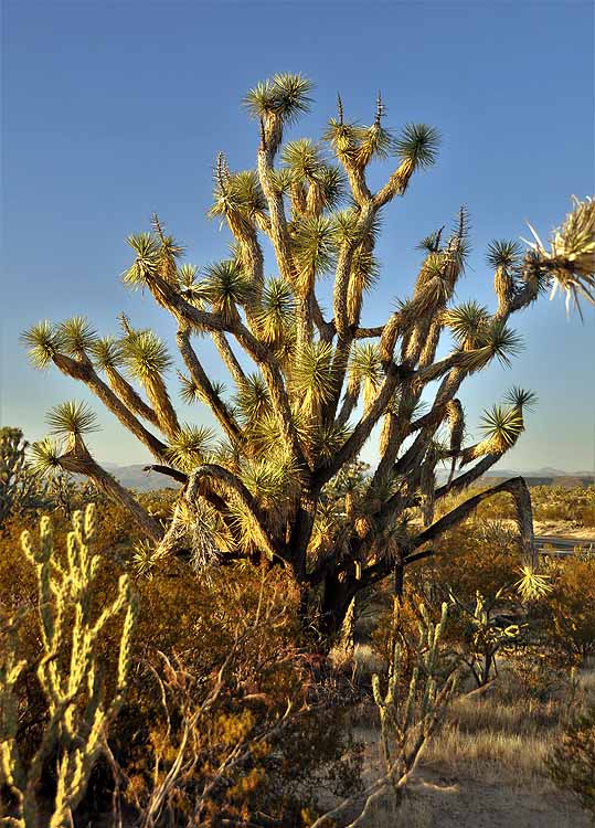 joshua trees